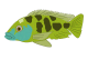Doy en adopcion tortugas charapas Colombia - last post by JHOUUNY