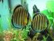 Platinum Angelfish WiFi - last post by ccuevas