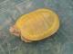 ¿Se pueden hibridar galápago europeo con tortuga de Florida? - last post by DuRáN