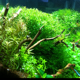 Bombilla led para iluminar acuario - last post by Jec