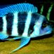 Hola consejos para acuario mixto malawi-tanganika - last post by leo22202