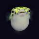 Tetraodon nigroviridis (puffer verde) - last post by Rvs