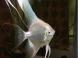 opinion sobre geophagus - last post by alm