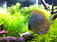 Pantalla led acuario 550 litros - last post by sebing12