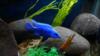 Iniciandonos con Bettas o Bettas para Principiantes - last post by martycamaro69