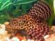 Especies compatibles con guppis? - last post by plecosaurio