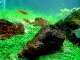 la evolucion de mi nature aquarium - last post by silverfish