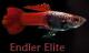 Endler clase N y clase K - last post by Endler Elite