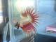 betta splendens (crowntail)☻ - last post by alberto1515