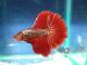 Bettas HM y OHM  Rojo Extendido y Butterfly (Para todo mexico!) - last post by Doble E betta