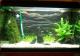 Vendo anubias XXL preciosas  !! Madrid - last post by Jose