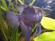 Corydoras Melanotaenia Golden - last post by Beamud