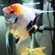 Reciclado de lampara de escaner para iluminación de acuario - last post by BigBetta