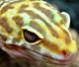 Gecko leopardo años de vida  plasmado en un video - last post by Gaua