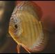 Urna con Hippocampus - last post by Wisa