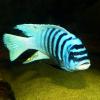 Listado de siliconas optimas para acuario - last post by efenberg