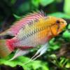 Busco corydoras panda - last post by Ivp