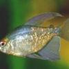 Tetra Serpae agresivo? - last post by JoseSposito