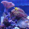 Blanqueamiento de corales  ( Inanicion) - last post by bradokc