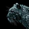 Mi Gecko Leopardo Nominal ( Agallas) - last post by mando0101