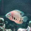 Obliquidens zebra o ciclido severum - last post by fromero