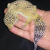 Dudas sobre geckos - last post by oscart