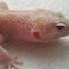 Mis geckos - last post by gecker0